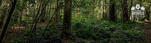 Je kijkt door de bomen van het Vijlenerbos in Vijlen