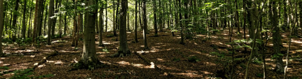 Het bos bij Epen Zuid Limburg
